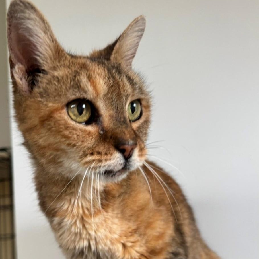 Annie, ADOPTABLE, Senior Female Torbie.