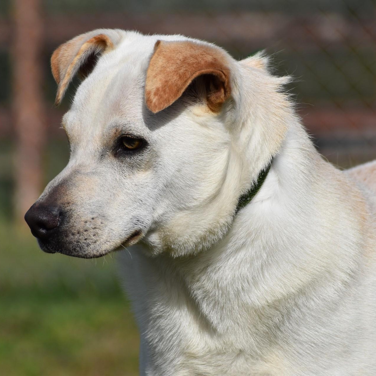 Enlarge Pierre, a Adoptable mixed breed in Troy, NY image 3/6