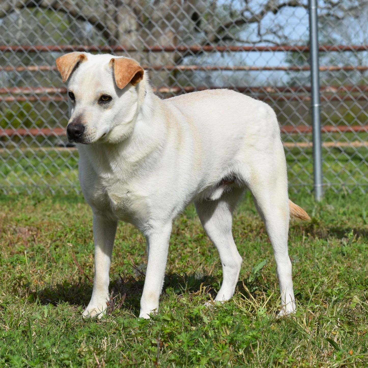 Enlarge Pierre, a Adoptable mixed breed in Troy, NY image 2/6