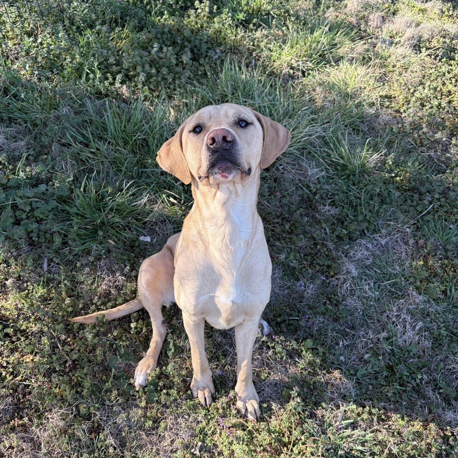 Enlarge Indi, a ADOPTABLE mixed breed in McPherson, KS image 2/2