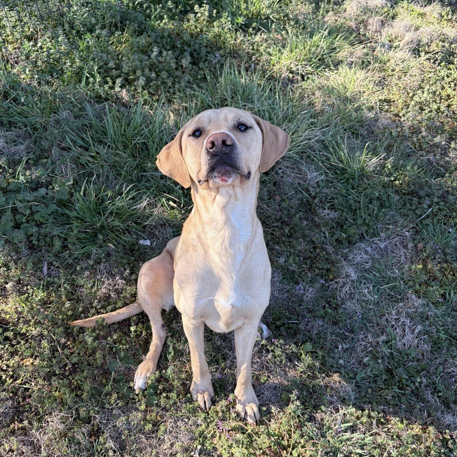 Enlarge Indi, a ADOPTABLE mixed breed in McPherson, KS image 1/2