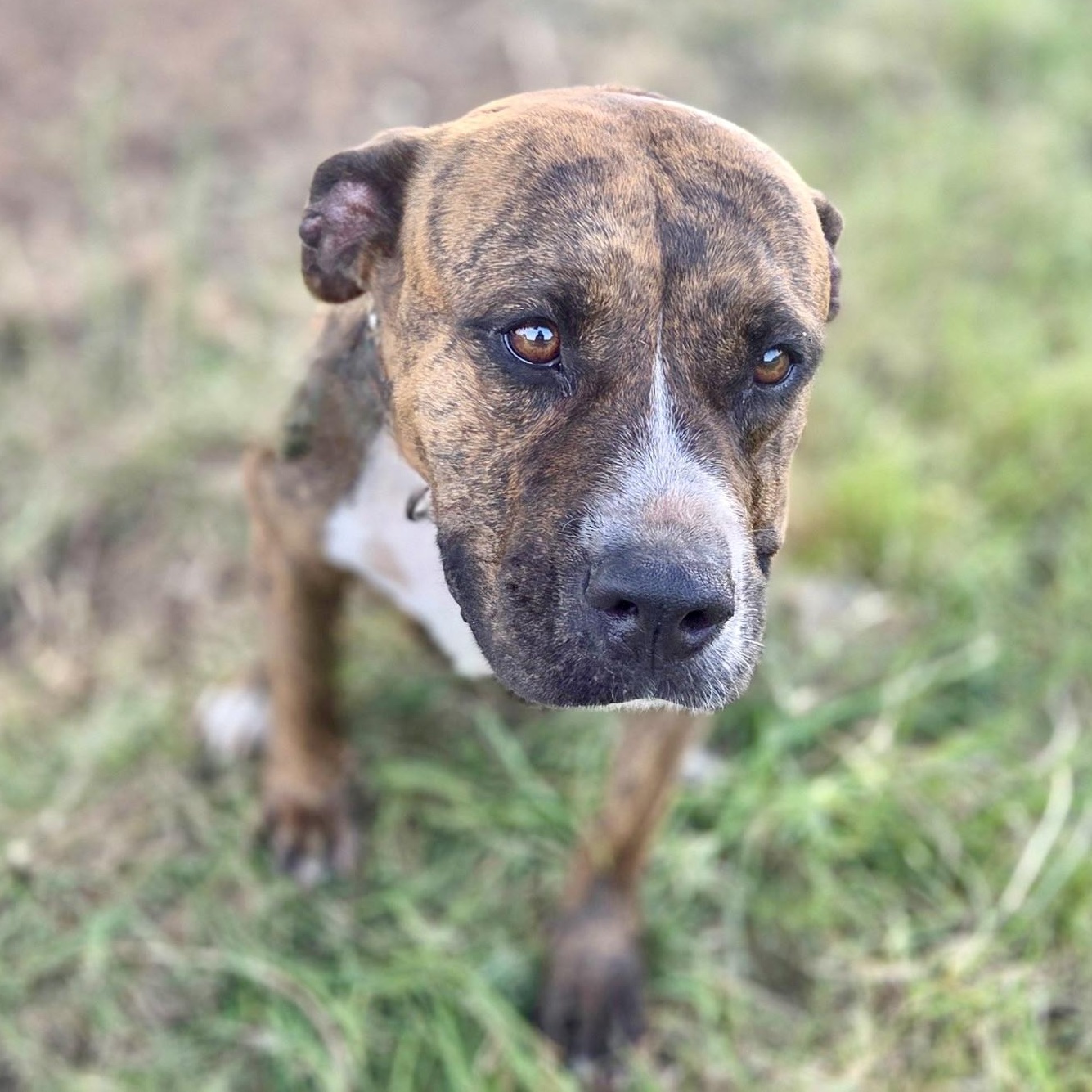 Enlarge Scarlett, a Adoptable American Staffordshire Terrier in Longview, TX image 1/6