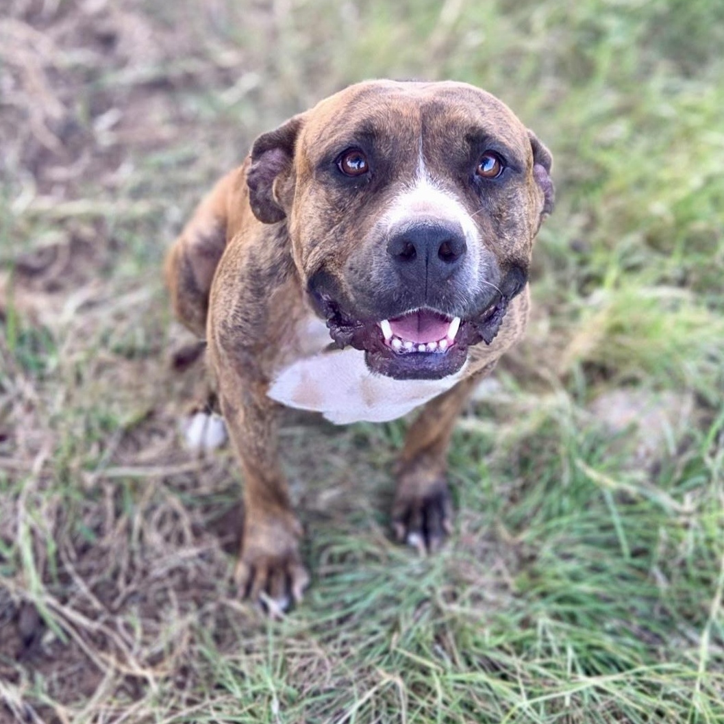 Enlarge Scarlett, a Adoptable American Staffordshire Terrier in Longview, TX image 2/6
