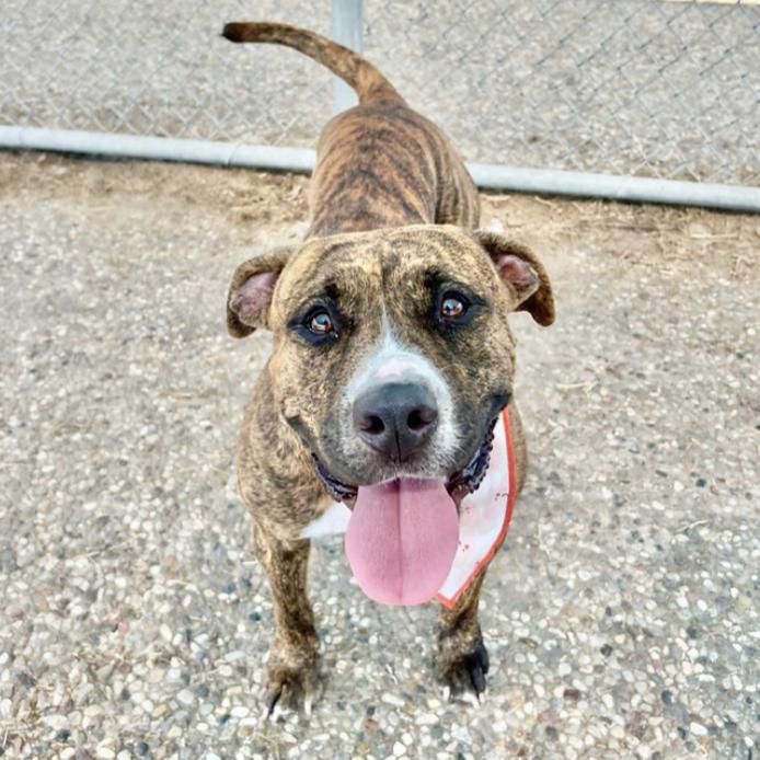 Enlarge Scarlett, a Adoptable American Staffordshire Terrier in Longview, TX image 4/6