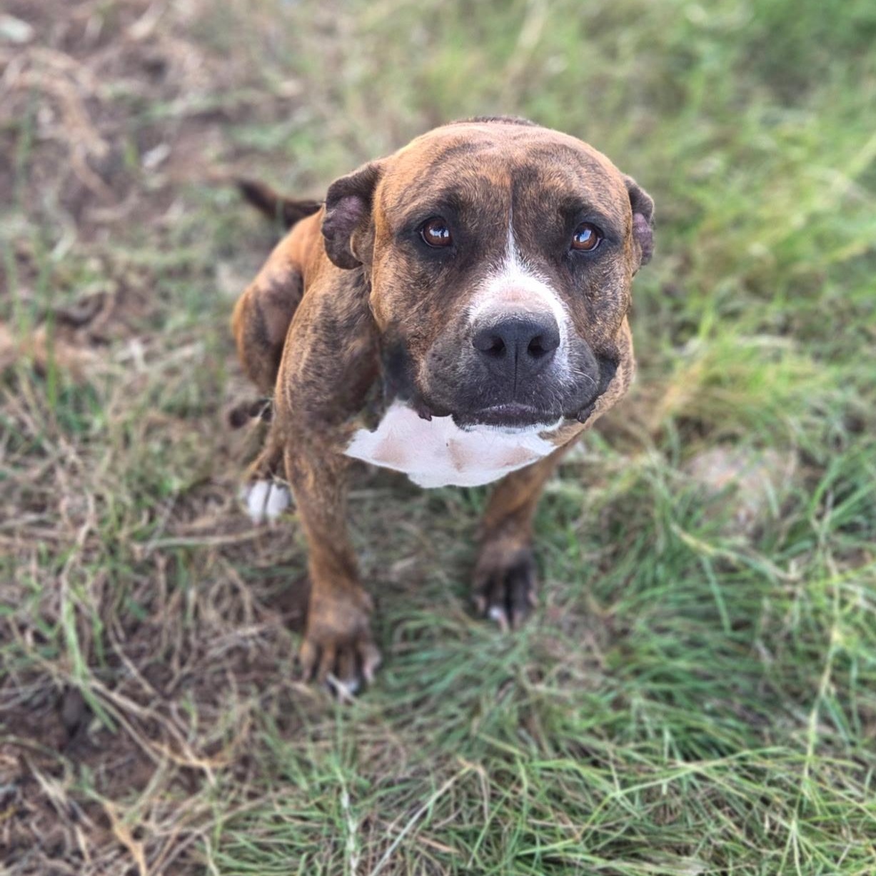 Enlarge Scarlett, a Adoptable American Staffordshire Terrier in Longview, TX image 5/6