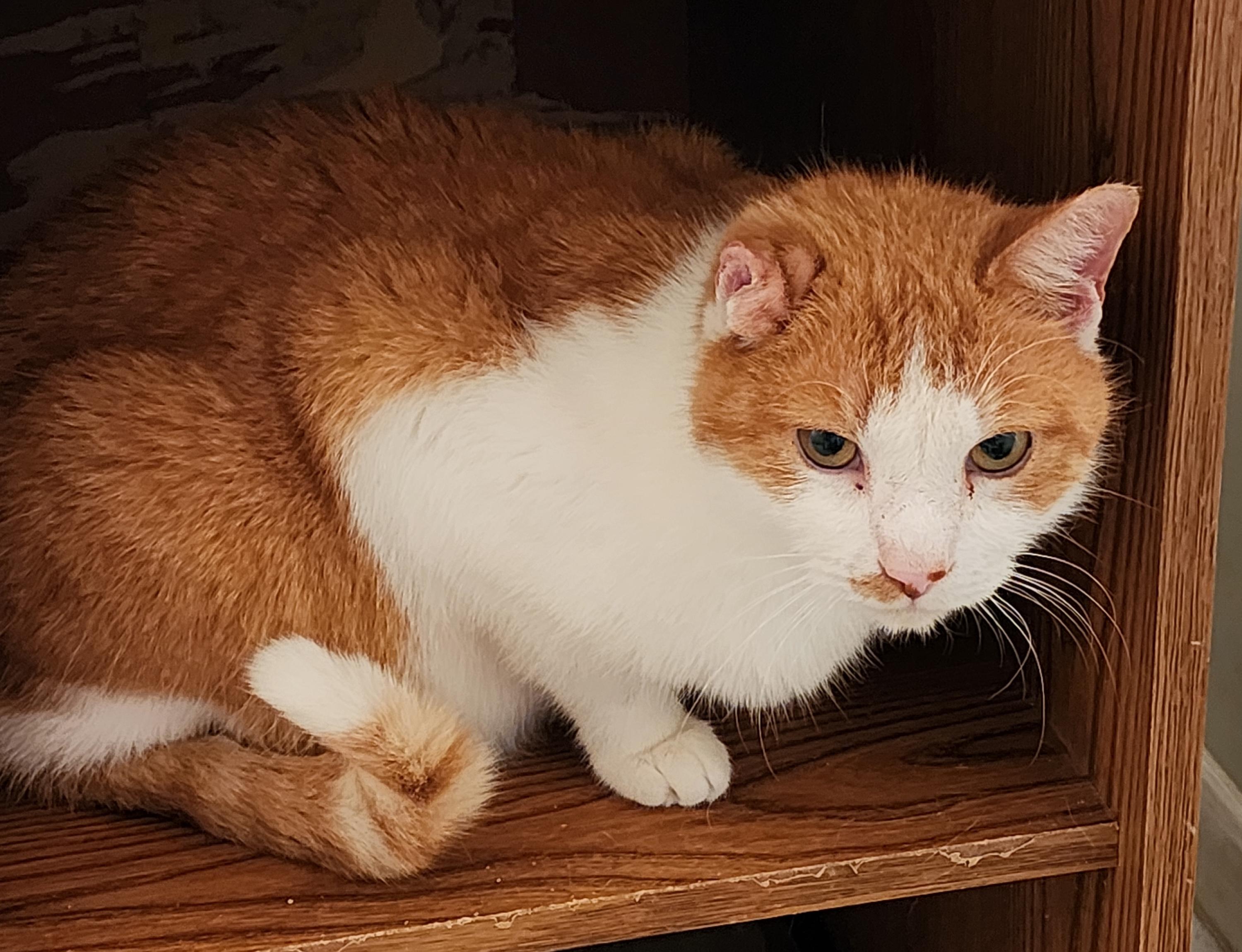 Llema, ADOPTABLE, Senior Male Domestic Short Hair.