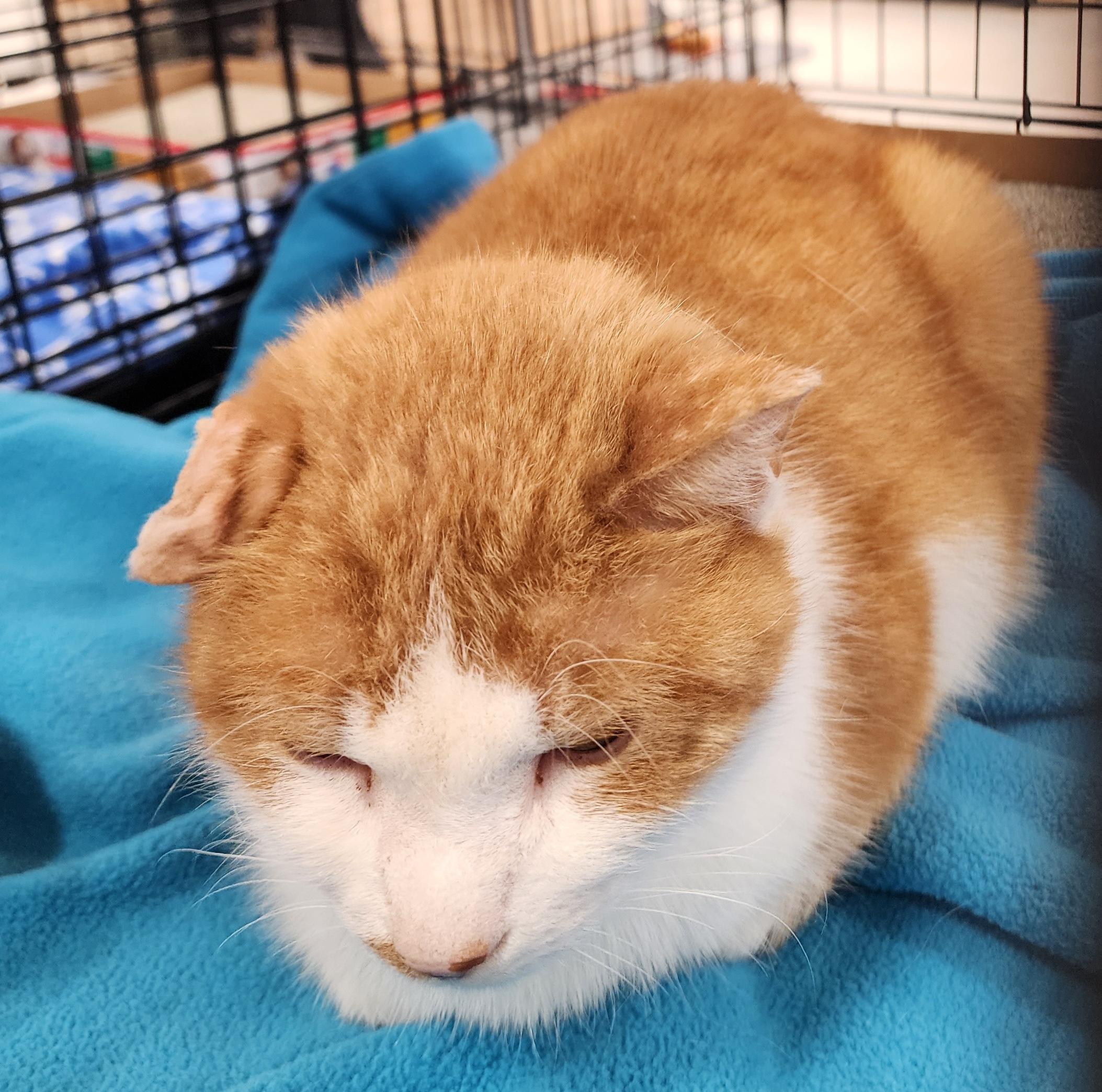 Enlarge Llema, a ADOPTABLE mixed breed in Schenectady, NY image 2/2