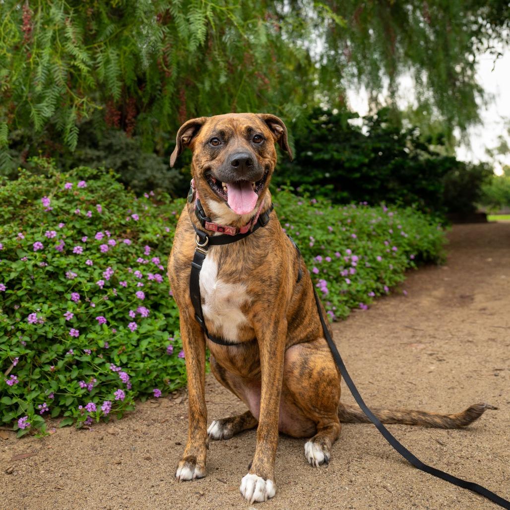 Enlarge Raya, a Adoptable mixed breed in Pasadena, CA image 1/6