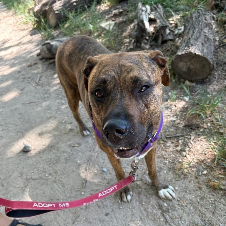 Raya, Adoptable, Adult Female Pit Bull Terrier & Dutch Shepherd.