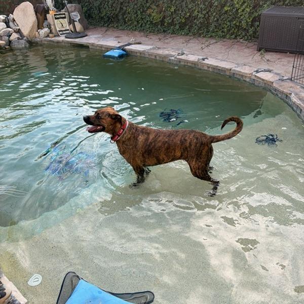 Enlarge Raya, a Adoptable mixed breed in Pasadena, CA image 2/5