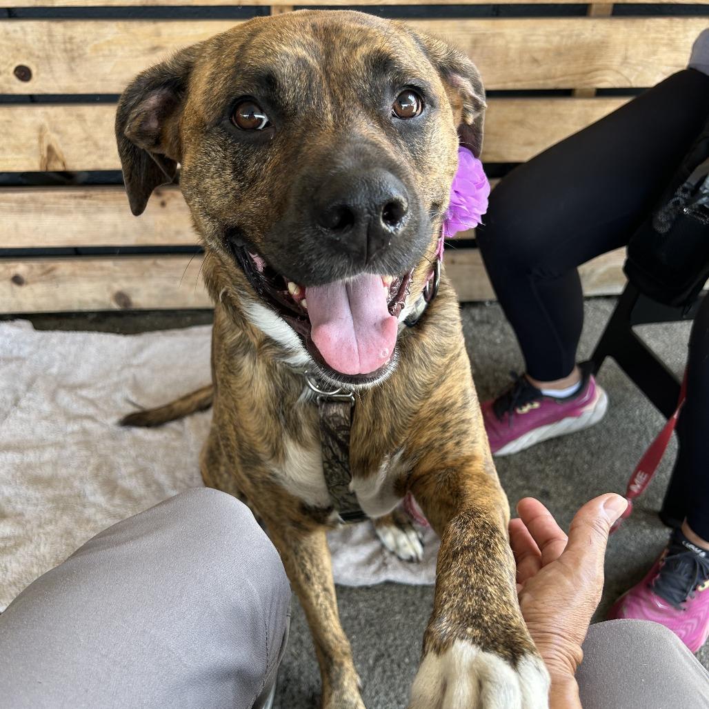 Enlarge Raya, a Adoptable mixed breed in Pasadena, CA image 1/6