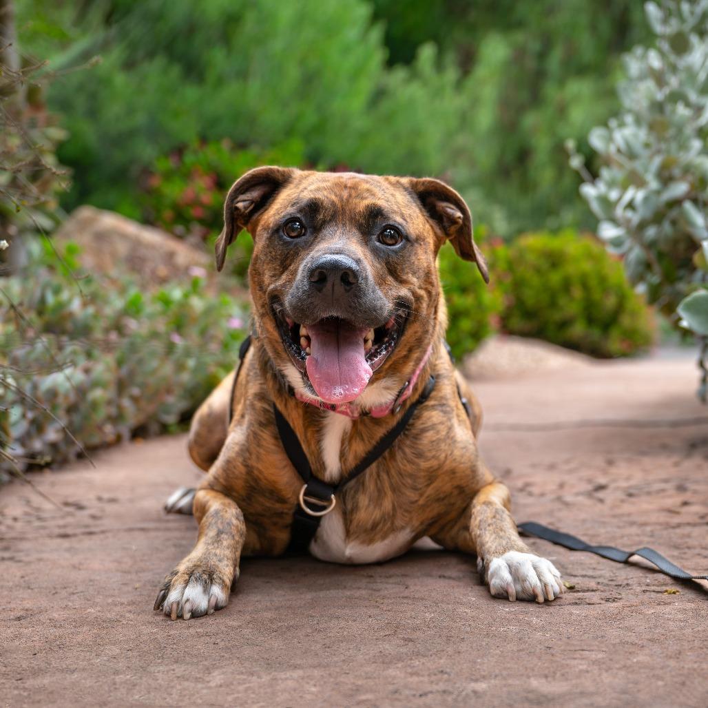 Enlarge Raya, a Adoptable mixed breed in Pasadena, CA image 2/6