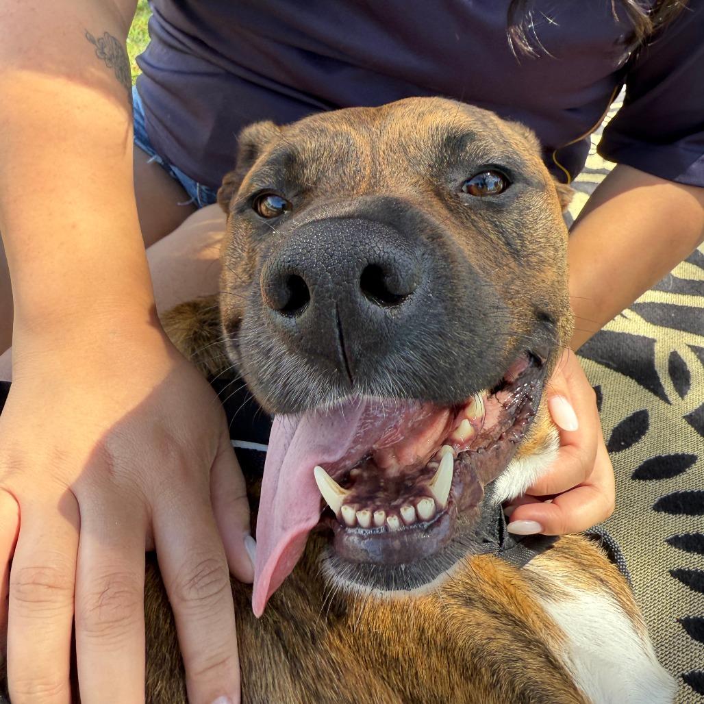 Enlarge Raya, a Adoptable mixed breed in Pasadena, CA image 3/5