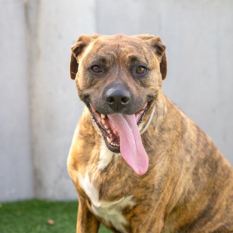 Raya, Adoptable, Adult Female Pit Bull Terrier & Dutch Shepherd.