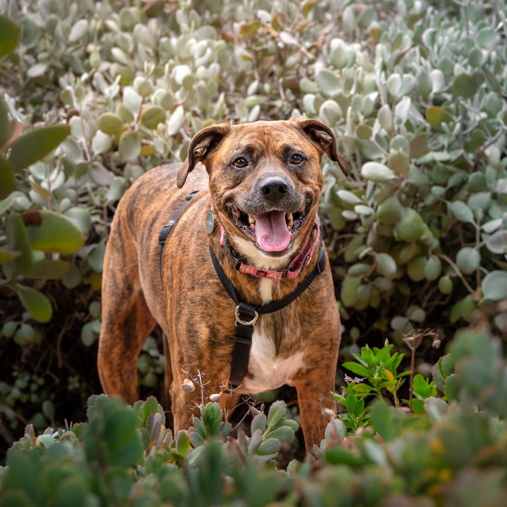 Enlarge Raya, a Adoptable mixed breed in Pasadena, CA image 3/6