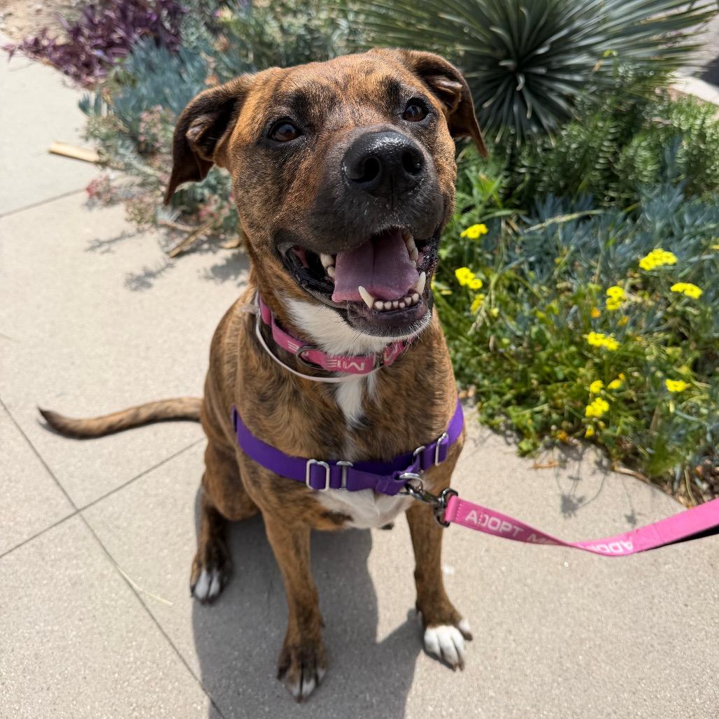 Enlarge Raya, a Adoptable mixed breed in Pasadena, CA image 5/6
