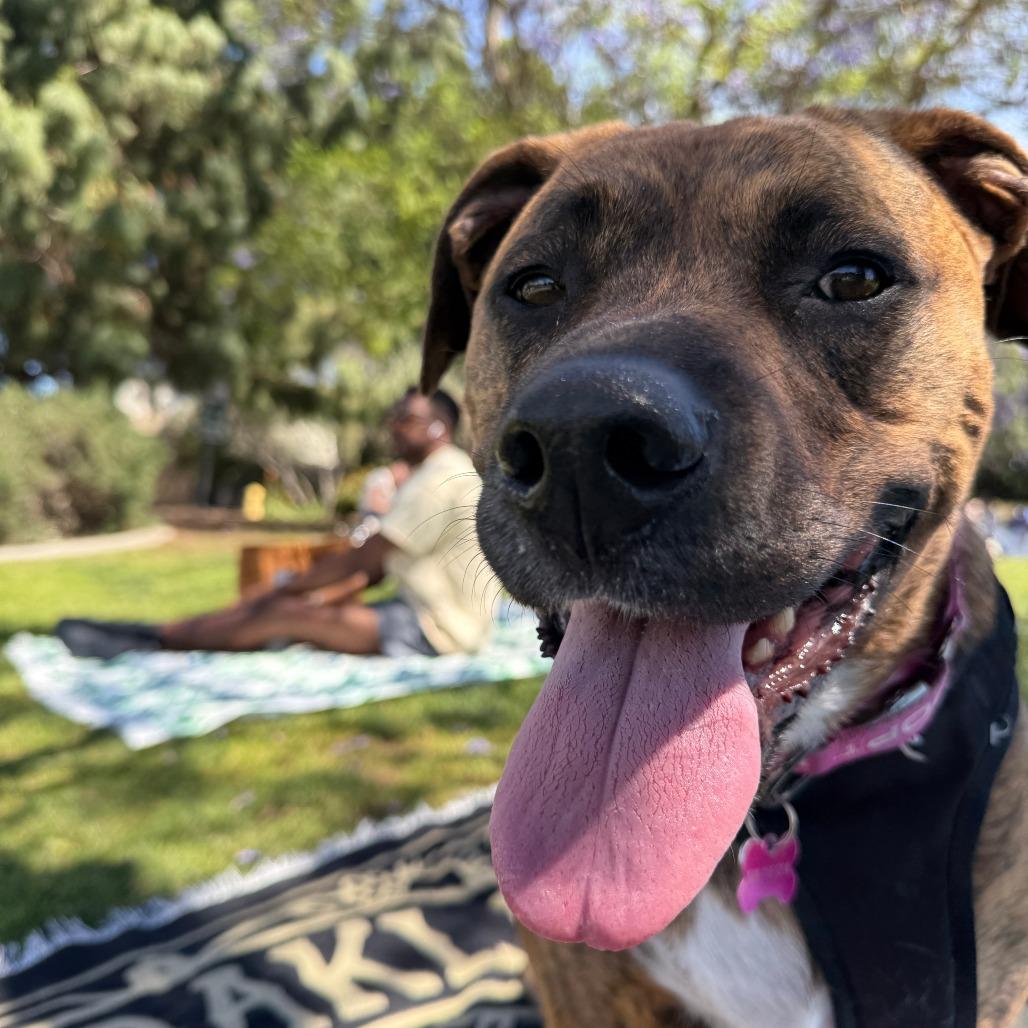 Enlarge Raya, a Adoptable mixed breed in Pasadena, CA image 5/5