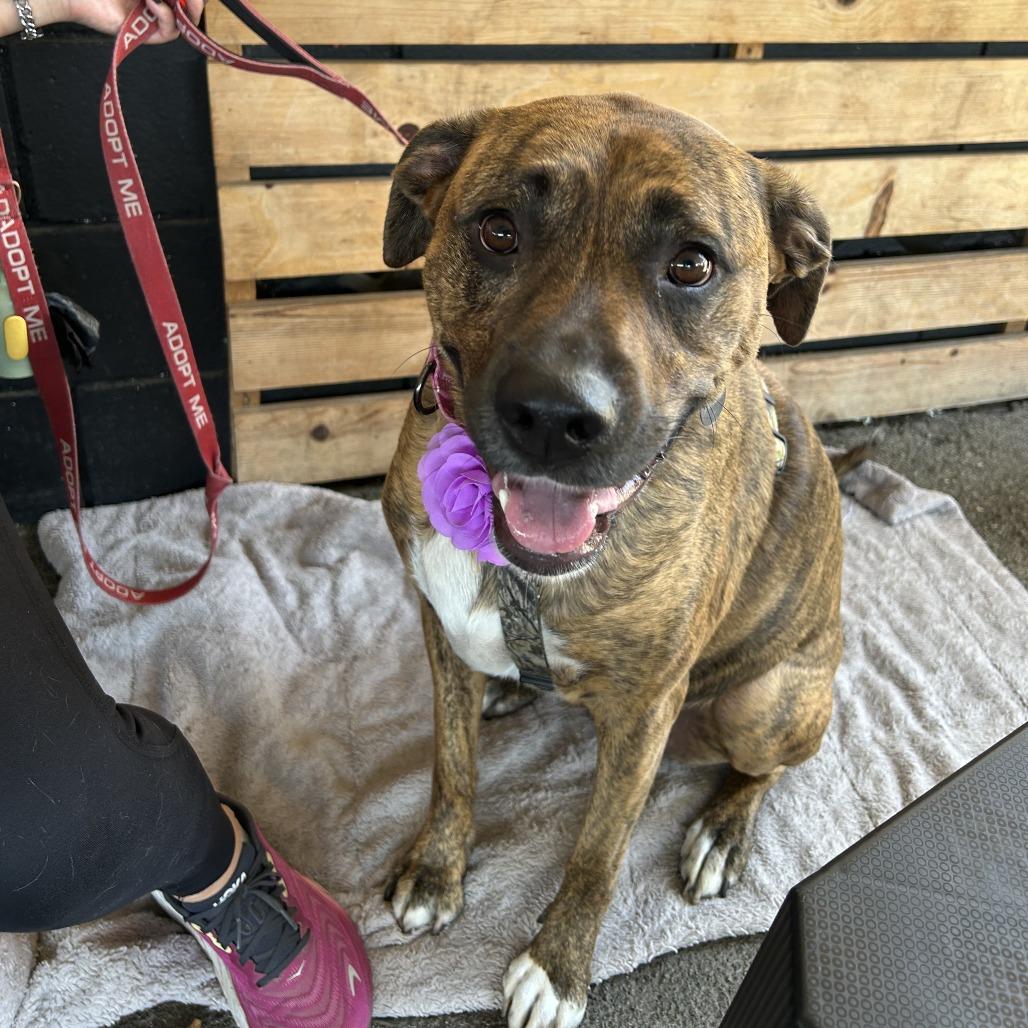Enlarge Raya, a Adoptable mixed breed in Pasadena, CA image 5/6
