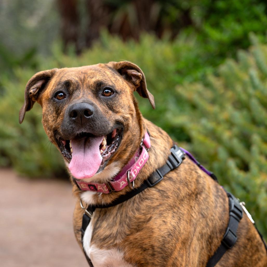 Enlarge Raya, a Adoptable mixed breed in Pasadena, CA image 5/6