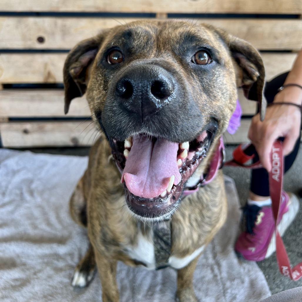 Enlarge Raya, a Adoptable mixed breed in Pasadena, CA image 6/6