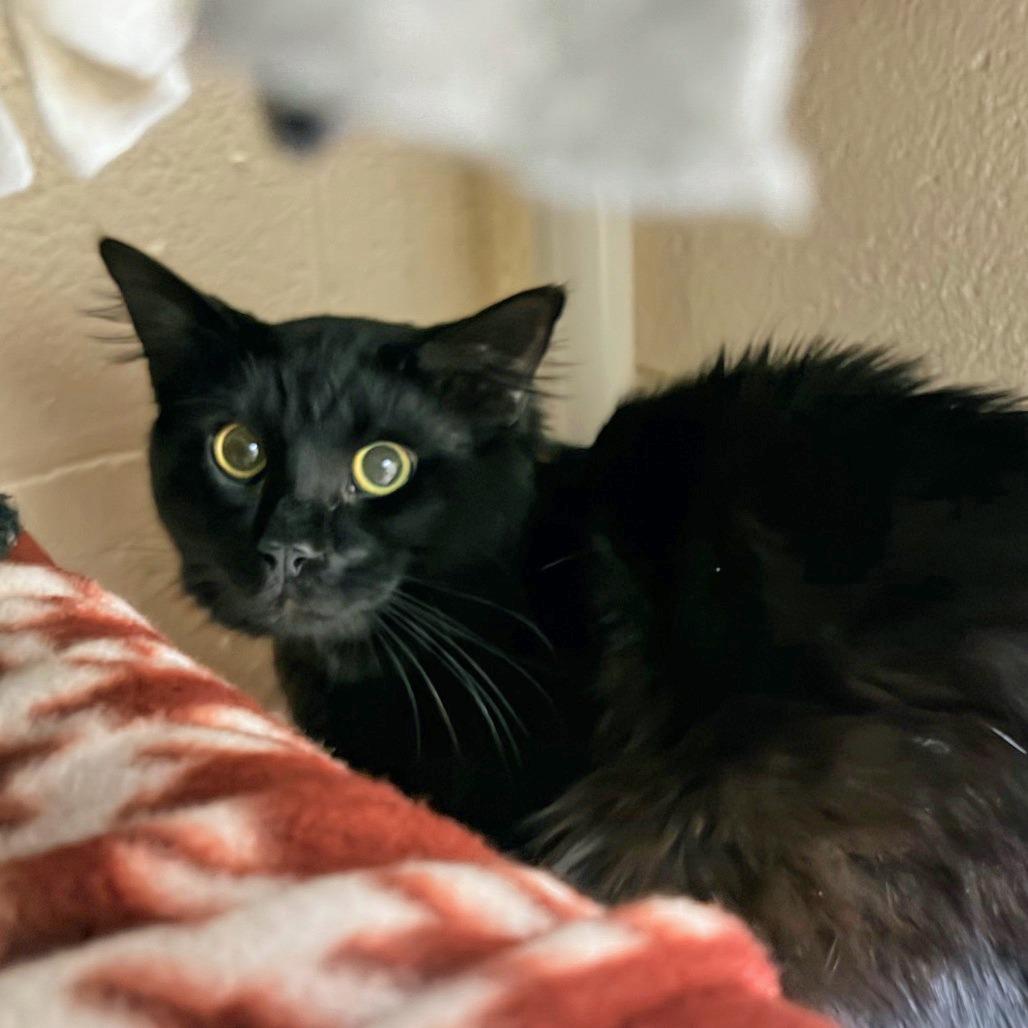 Maria the Boy, Adoptable, Young Male Domestic Long Hair.