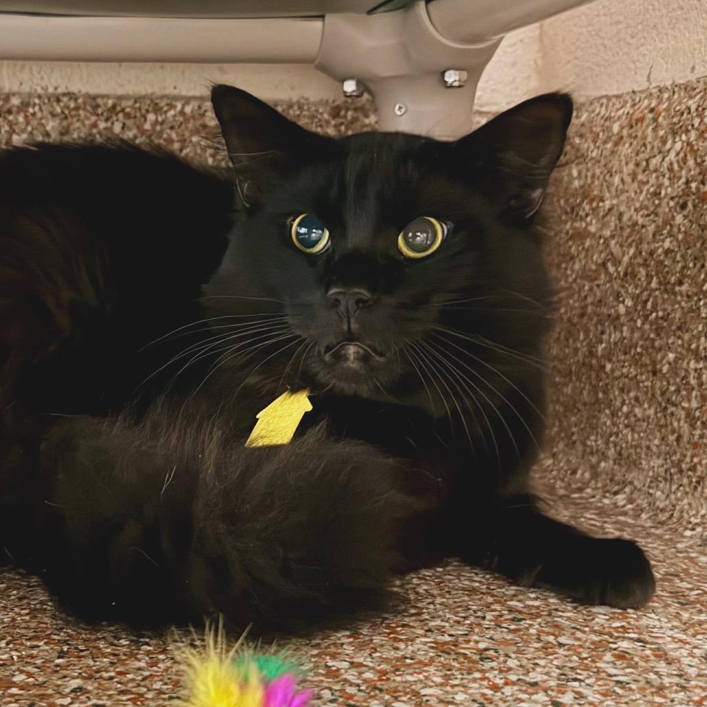 Enlarge Maria the Boy-$199, a Adoptable Domestic Long Hair in Springfield, MA image 2/2