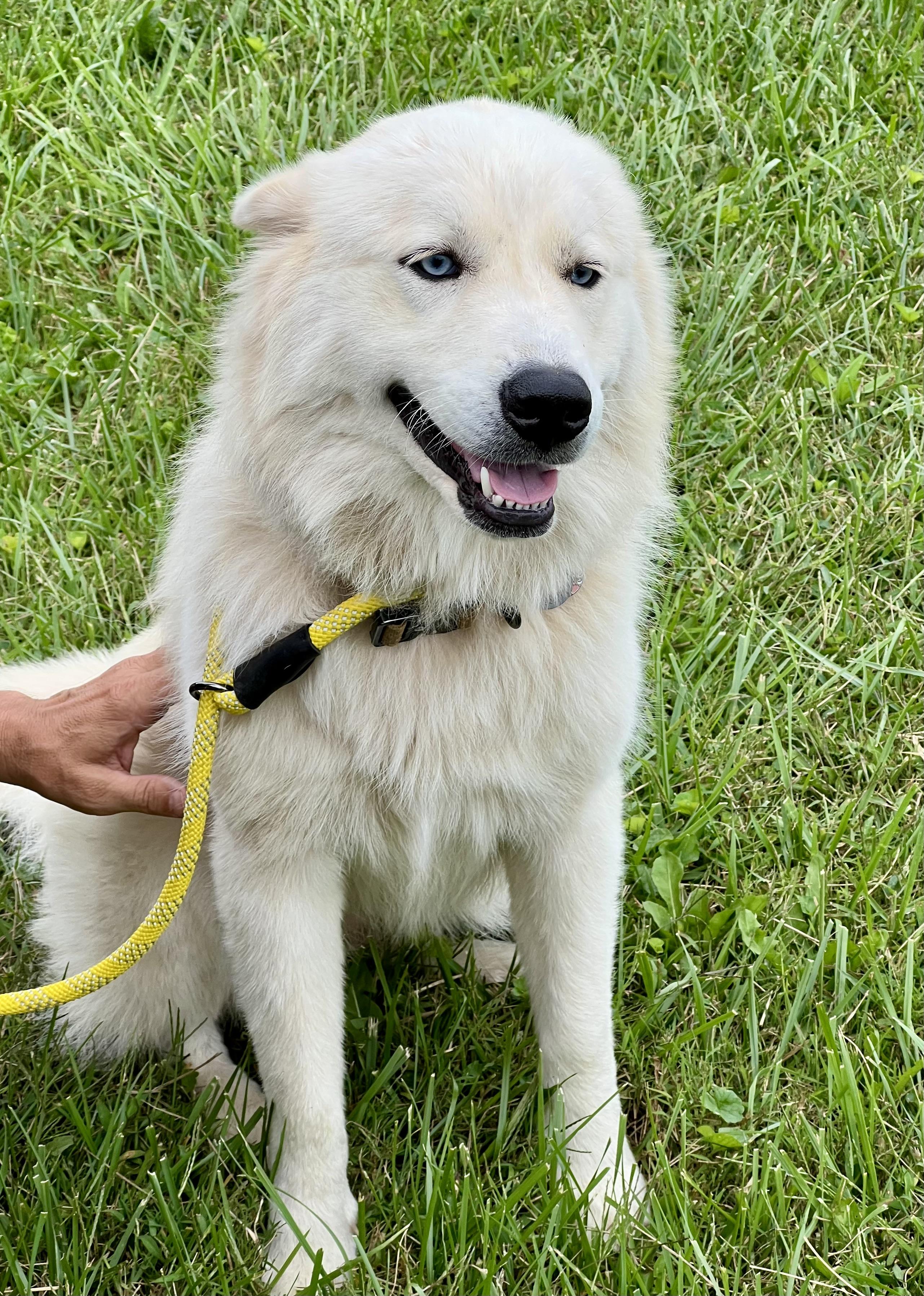 Sailor, Adopted, Young Female Great Pyrenees & Husky.