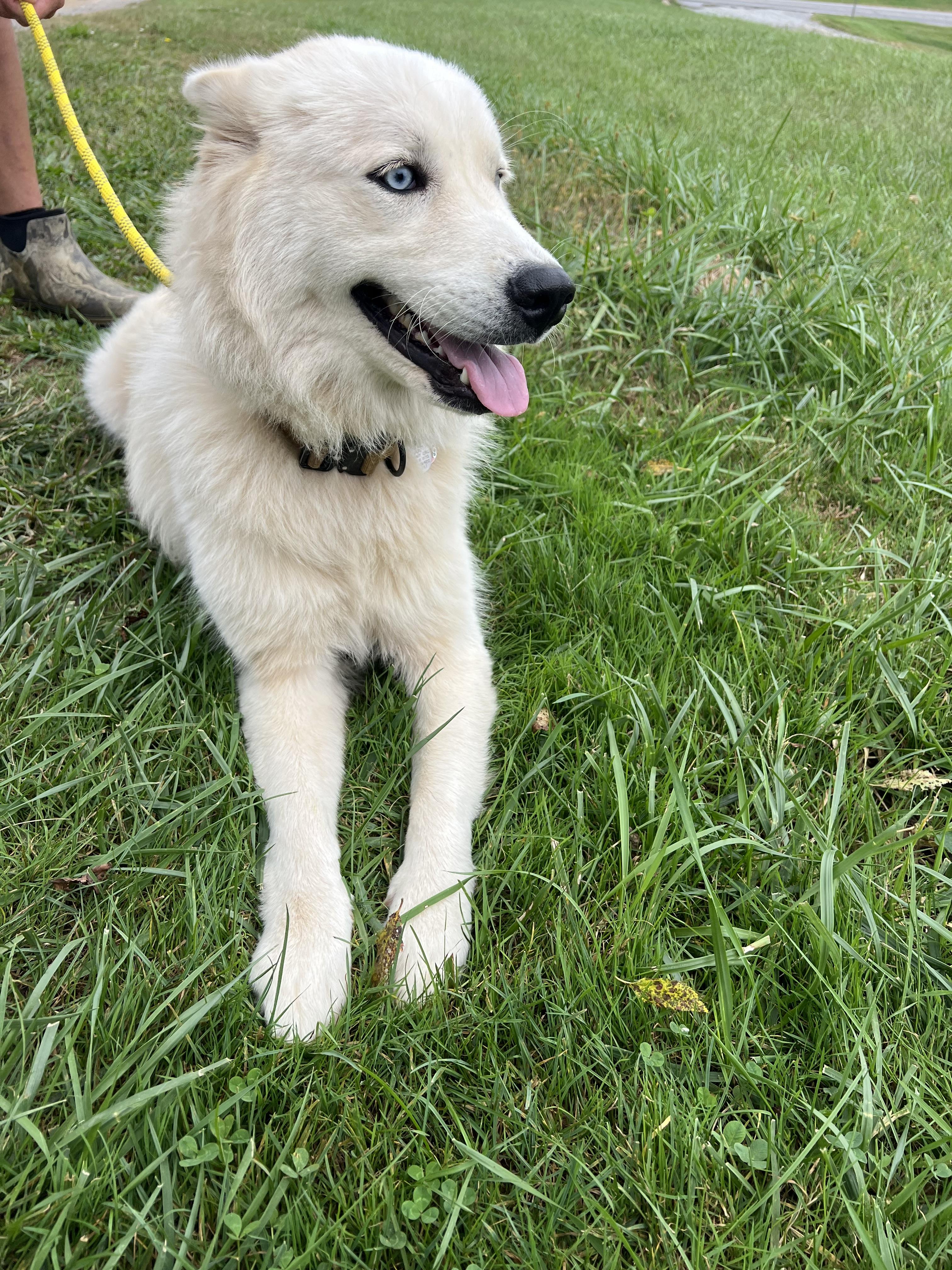 Enlarge Sailor, a Adopted mixed breed in sparta, NC image 4/5