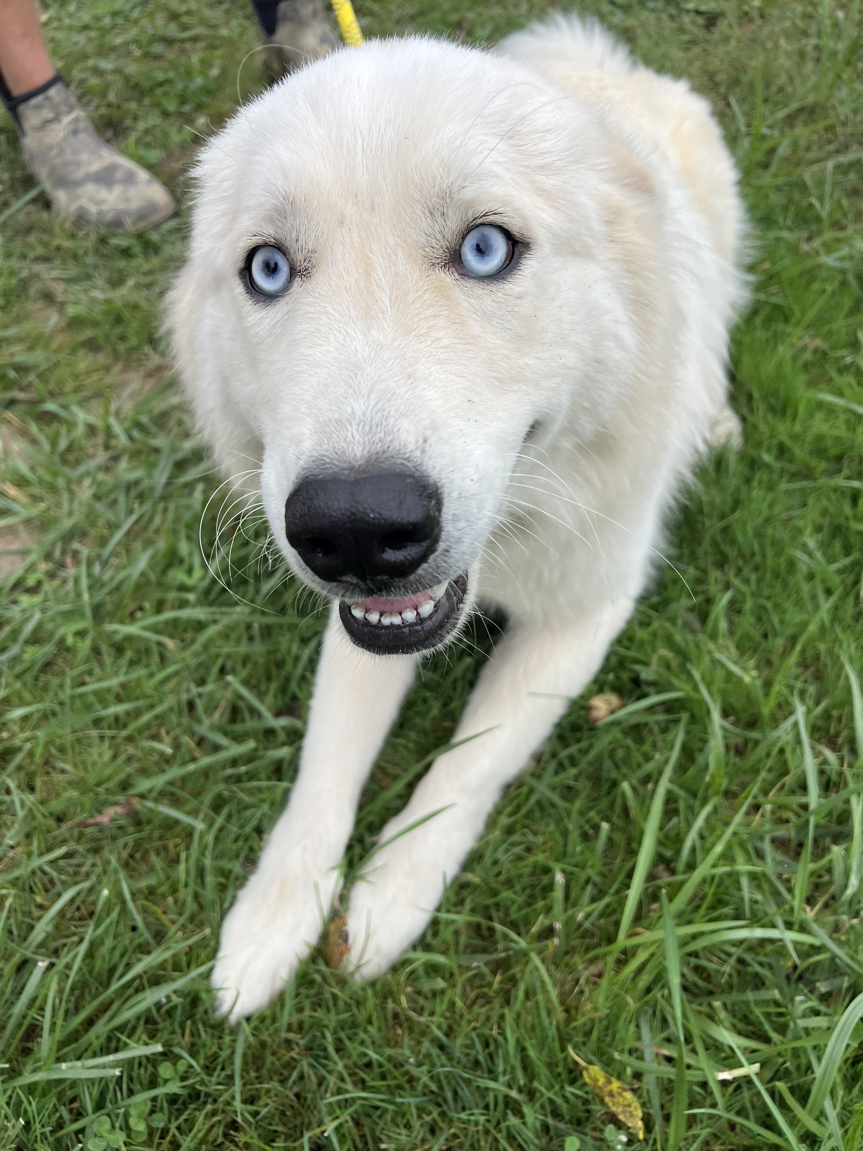Enlarge Sailor, a Adopted mixed breed in sparta, NC image 2/5