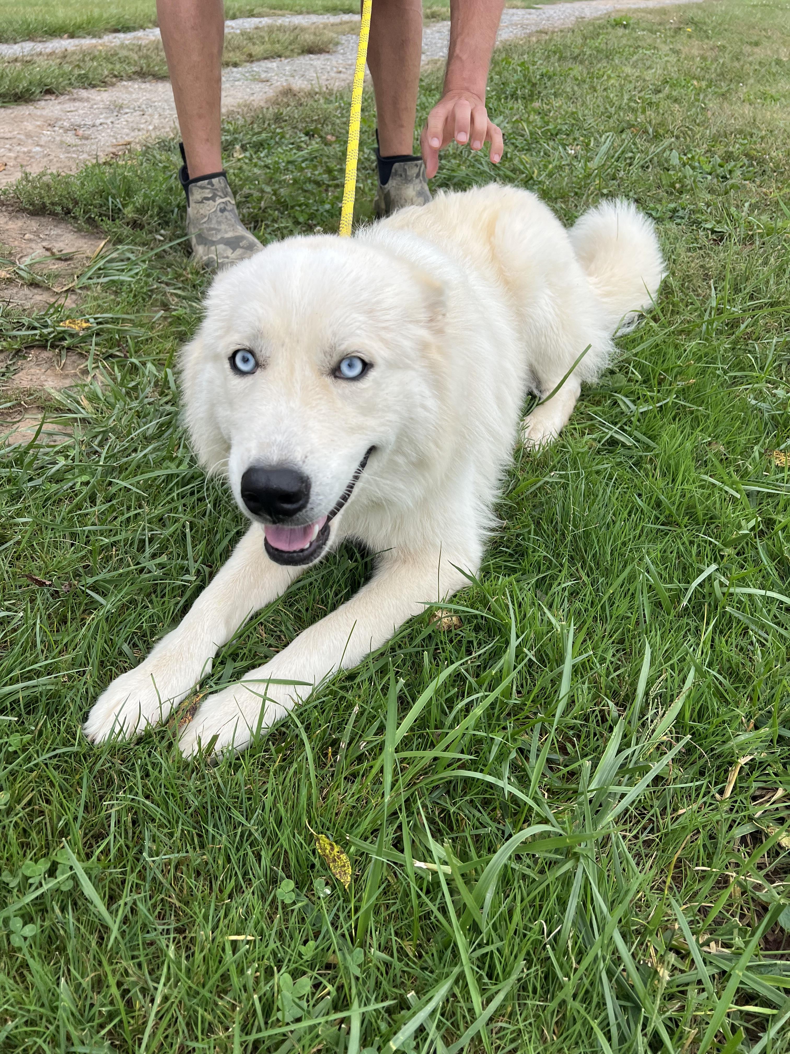 Enlarge Sailor, a Adopted mixed breed in sparta, NC image 5/5