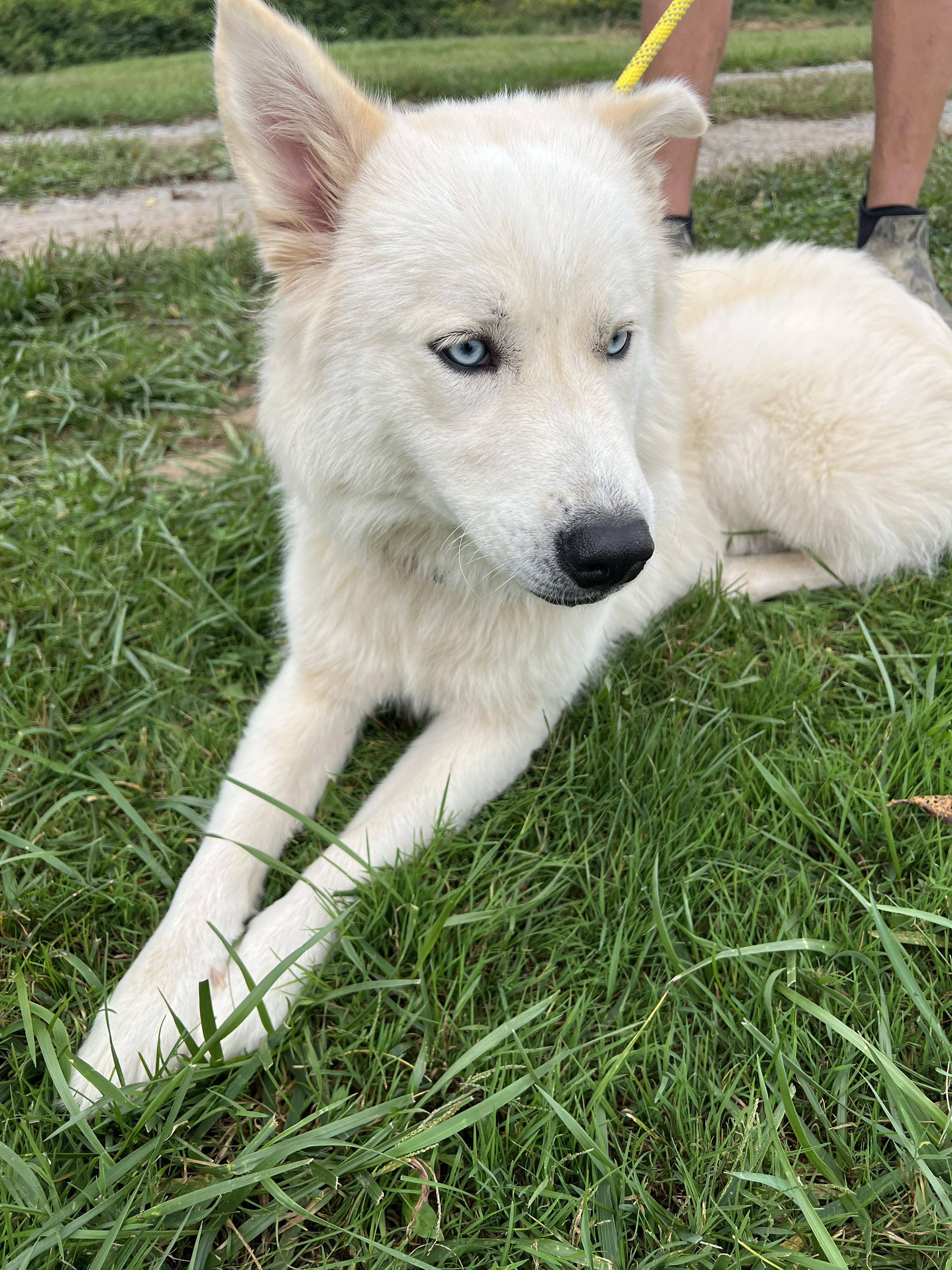 Enlarge Sailor, a Adopted mixed breed in sparta, NC image 3/5