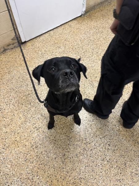 Enlarge Gumbo, a Adoptable mixed breed in Melbourne, FL image 1/1