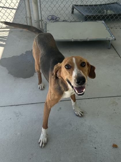 Carly, Adoptable, Adult Female Hound & Mixed Breed.