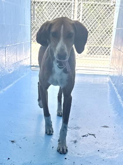 Carly, a Adoptable mixed breed in King William, VA image 2/2