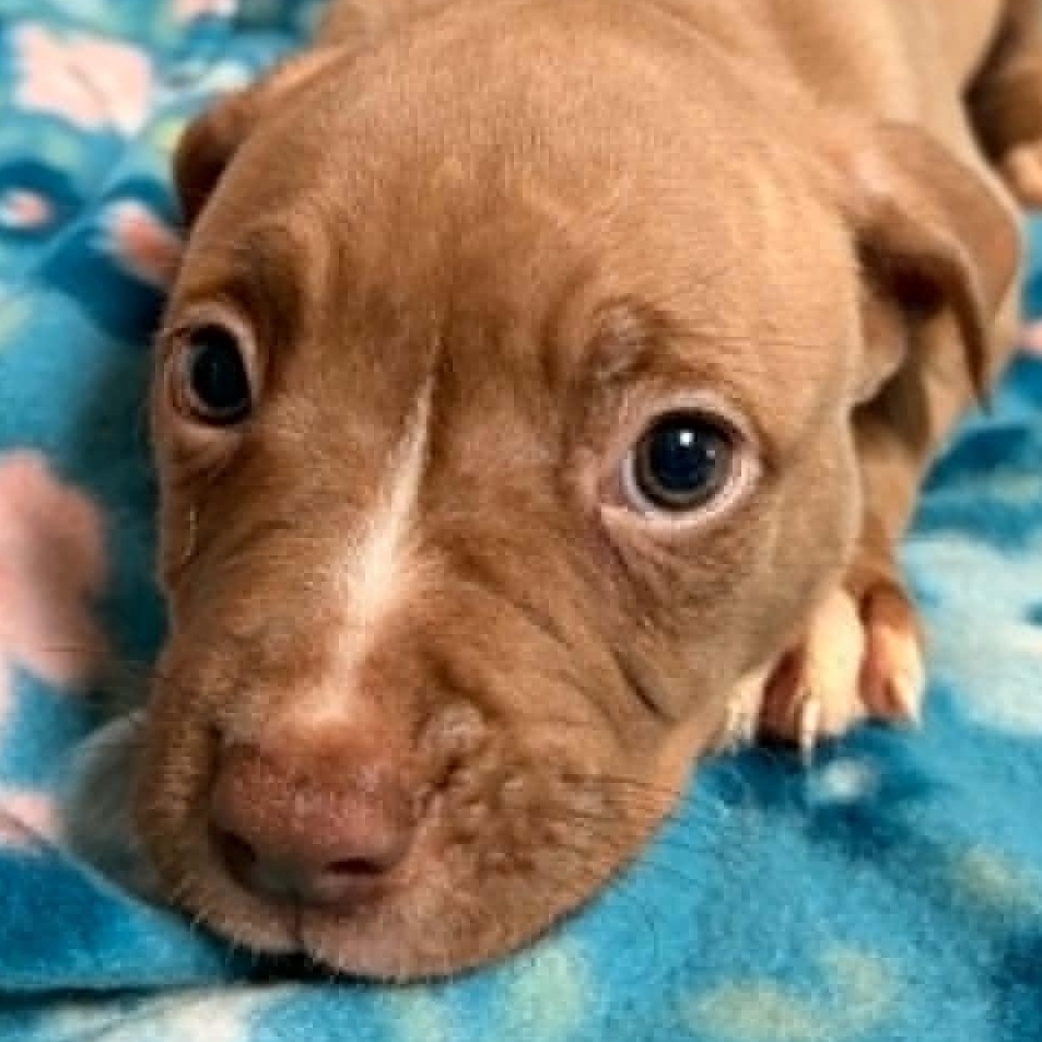 Bucky, an adopted American Bully in Waterloo, IA image 2/3