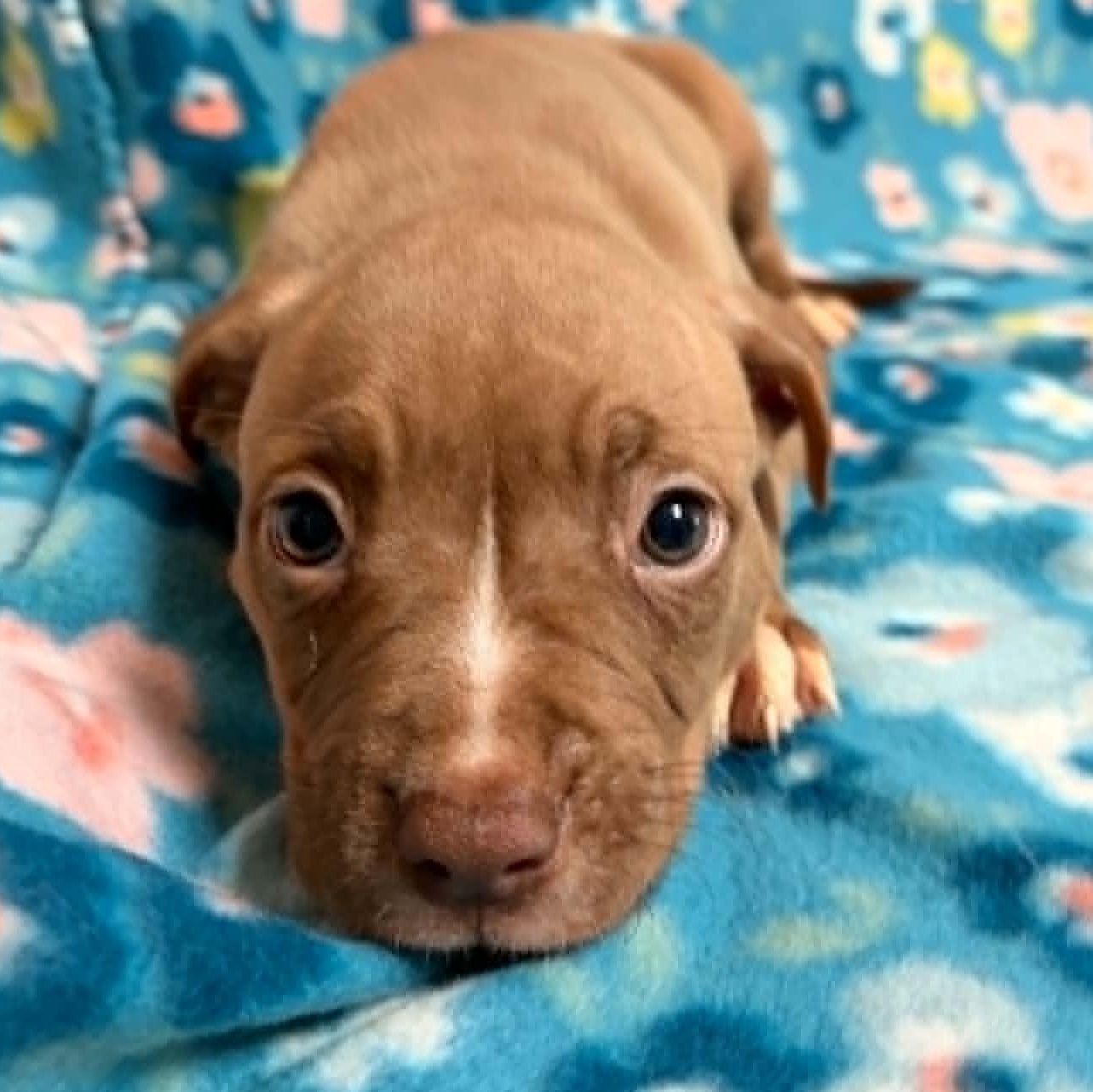 Bucky, an adopted American Bully in Waterloo, IA image 3/3