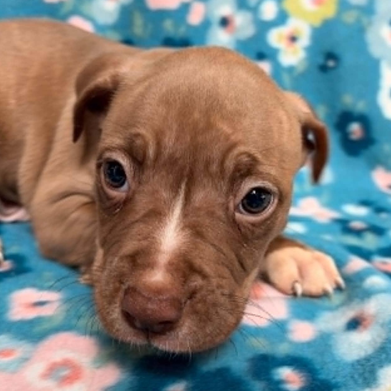 Bucky, adopted, Puppy Male American Bully.