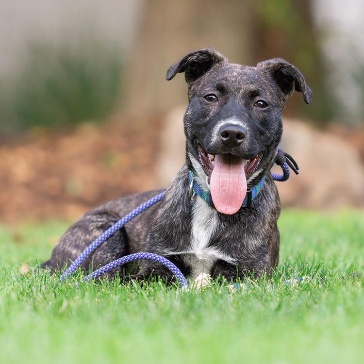 Dave (Winfield), Adoptable, Puppy Male Pit Bull Terrier & Mixed Breed.