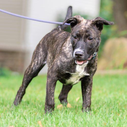 Enlarge Dave (Winfield), a Adoptable mixed breed in Minneapolis, MN image 2/6