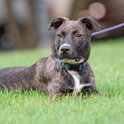 Enlarge Dave (Winfield), a Adoptable mixed breed in Minneapolis, MN image 3/6