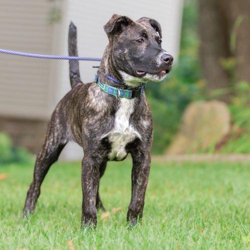 Enlarge Dave (Winfield), a Adoptable mixed breed in Minneapolis, MN image 4/6