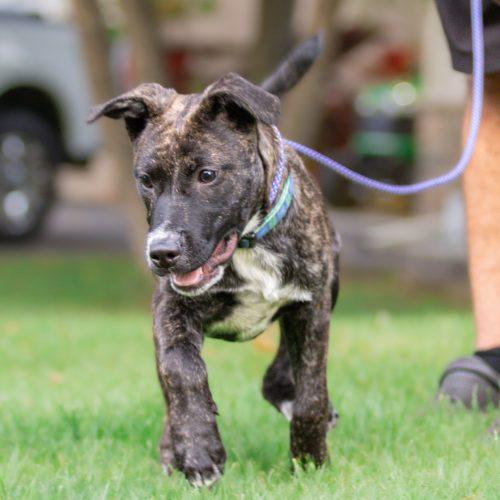 Enlarge Dave (Winfield), a Adoptable mixed breed in Minneapolis, MN image 5/6