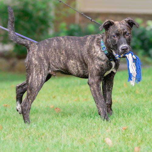 Enlarge Dave (Winfield), a Adoptable mixed breed in Minneapolis, MN image 6/6