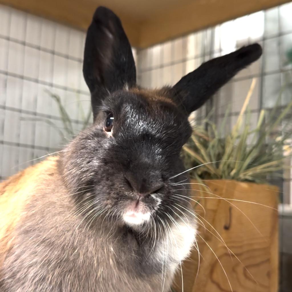 Bonnie, Adoptable, Adult Female Bunny Rabbit.