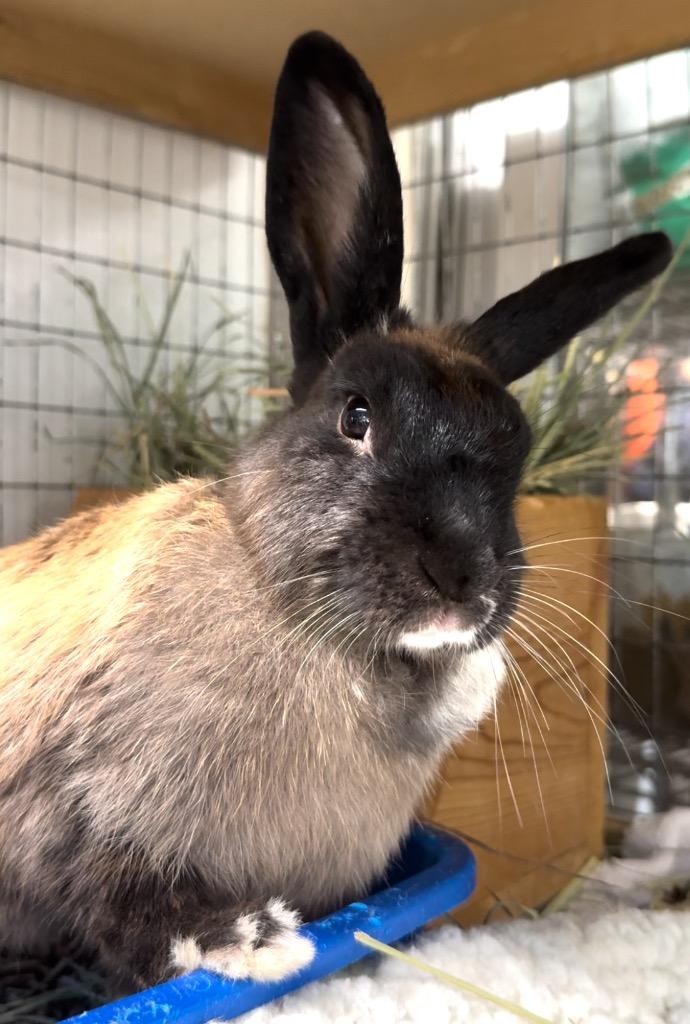 Enlarge Bonnie, a Adoptable Bunny Rabbit in San Francisco, CA image 2/4