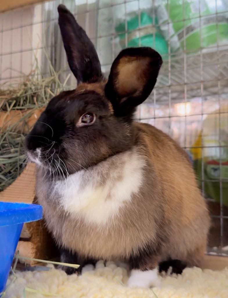 Enlarge Bonnie, a Adoptable Bunny Rabbit in San Francisco, CA image 3/4