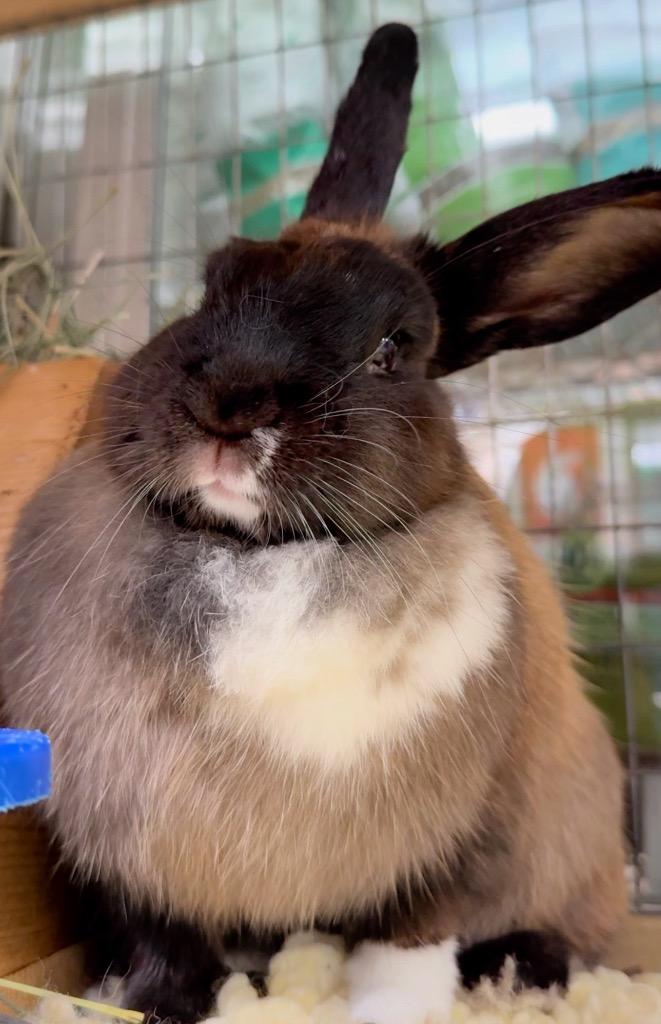 Enlarge Bonnie, a Adoptable Bunny Rabbit in San Francisco, CA image 4/4