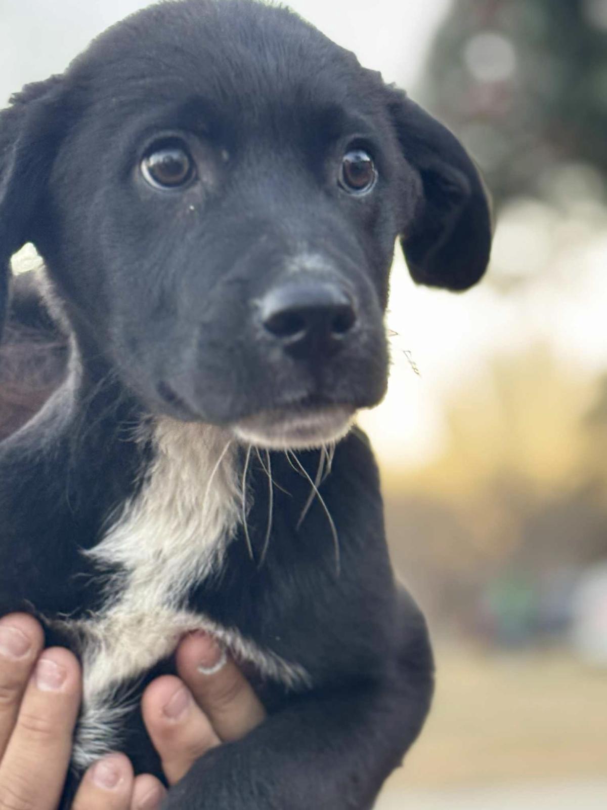 Cosmo — thumbnail 3