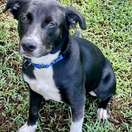 Tucker, Adoptable, Puppy Male Mixed Breed.