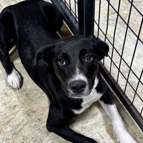 Enlarge Tucker, a Adoptable mixed breed in Bellmawr, NJ image 2/4